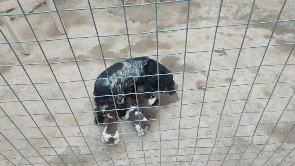 Продаю собак пародистых руские испаньеры