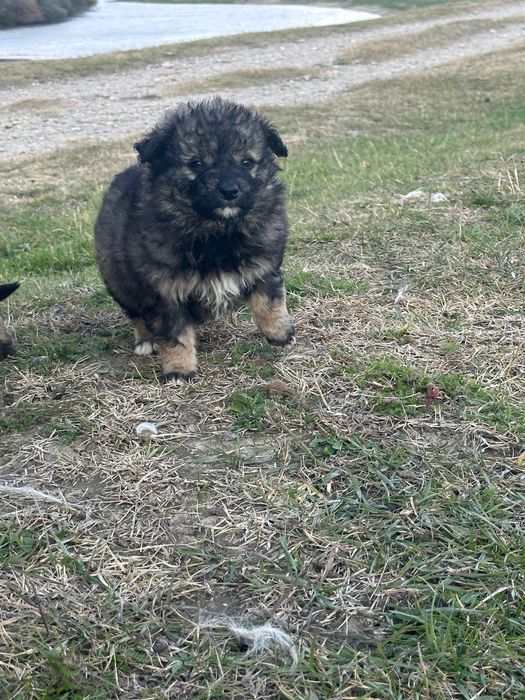 Donez cățeluși de talie mică de curte