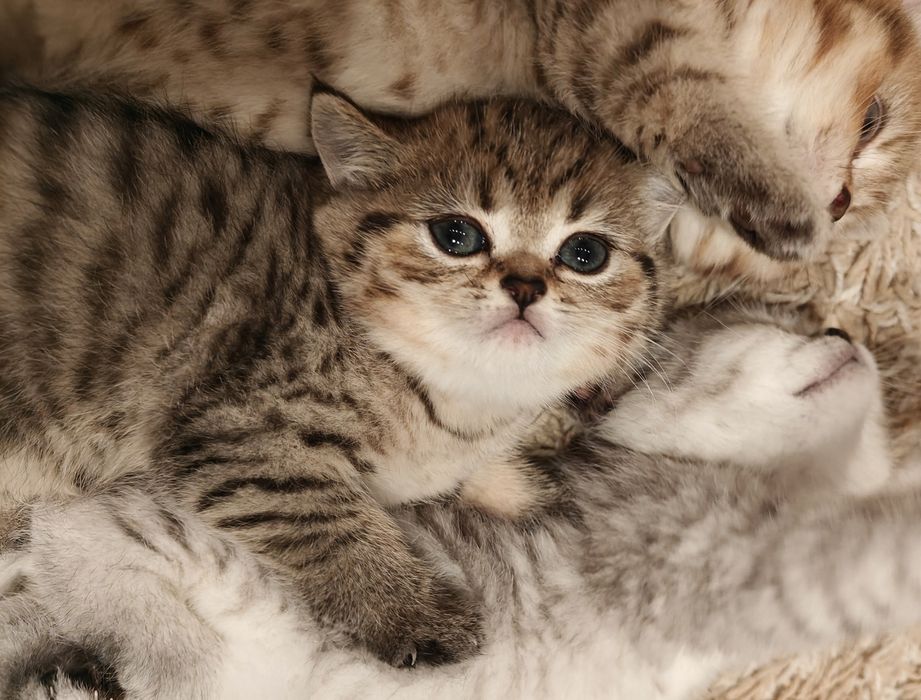 Шотландски клепоухи котенца