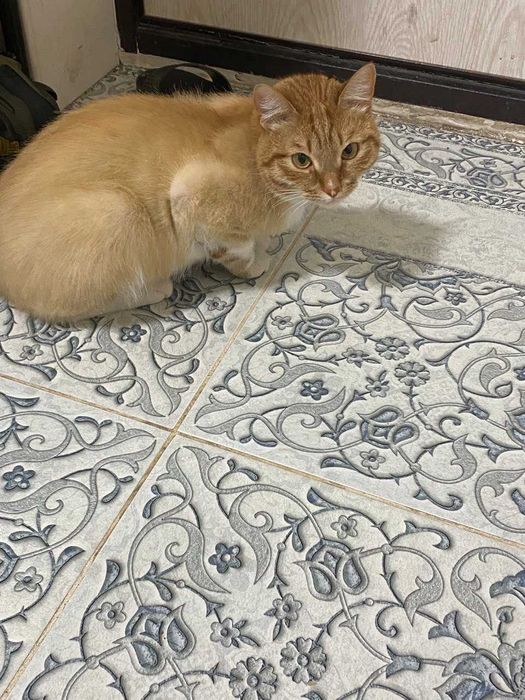 Отдам в добрые руки