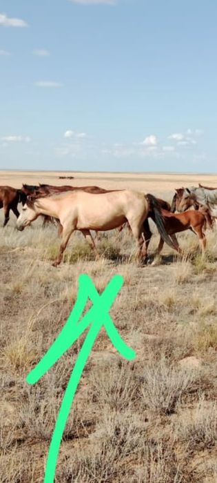 Бие кулынды сатылады