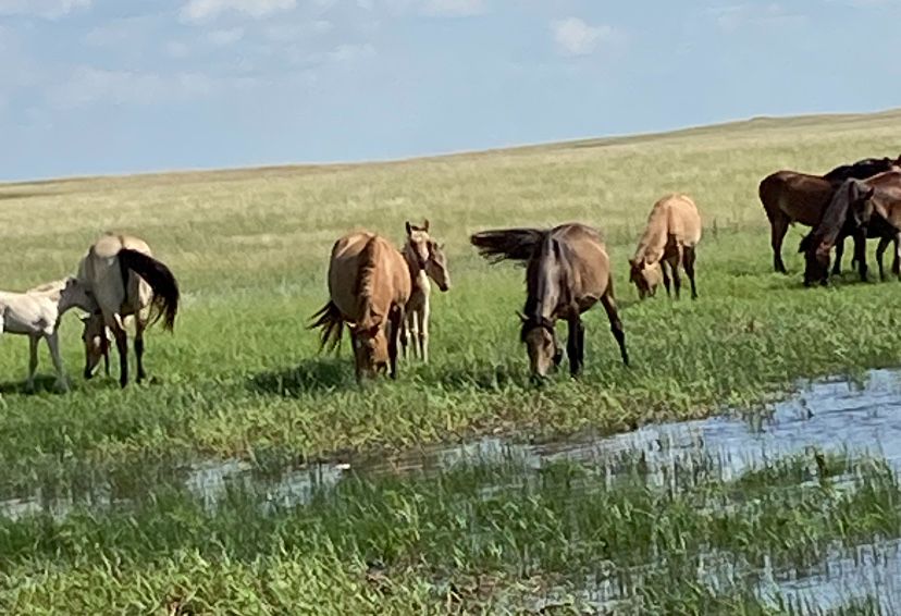 Құлынды бие сатамын продам жеребых кобыл