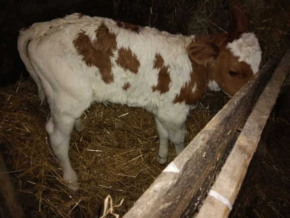 Vand doua vitele foarte frumoase