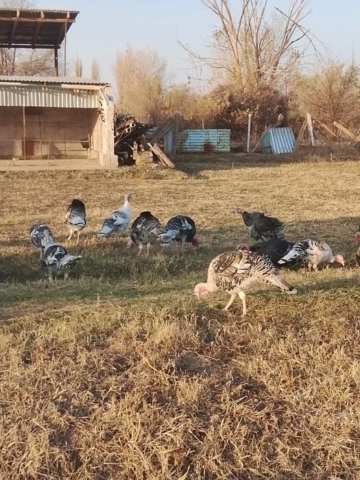 Түйе тауық сатылады 18штук