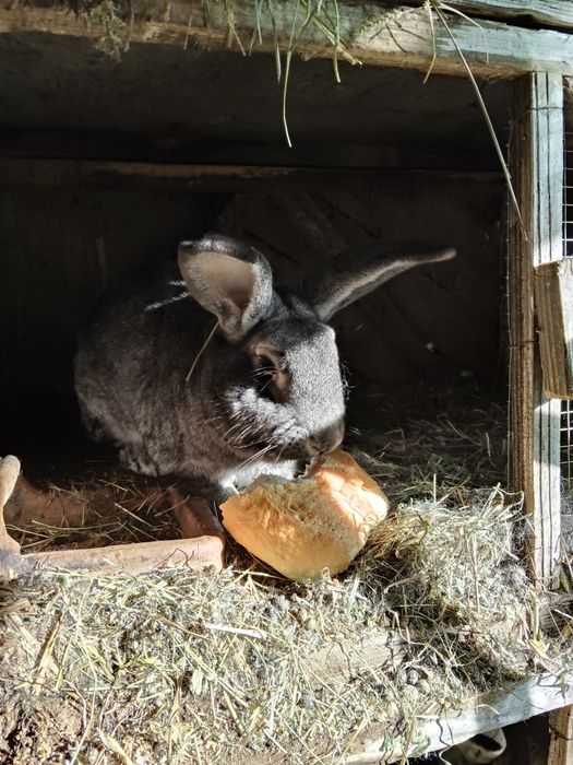 Vand iepuri de tăiat sau tinut
