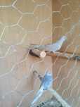 Turturele diamant
