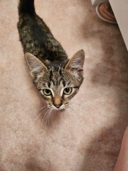 Motanei adorabile, jucausi si gata de o casa iubitoare