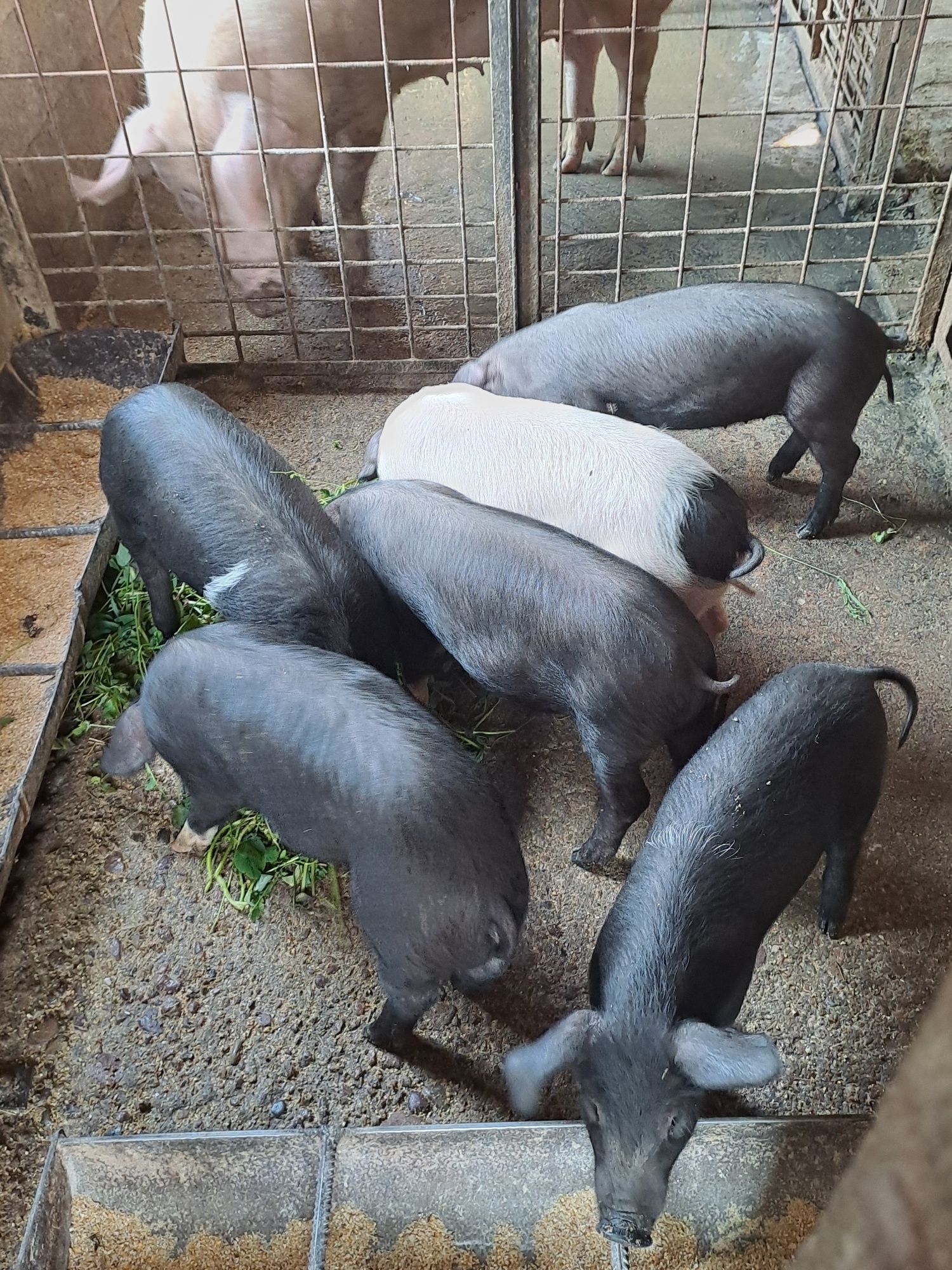 Pui de gaina disponibili