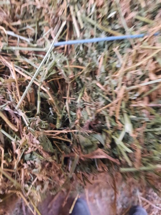 Vând cereale și baloti.