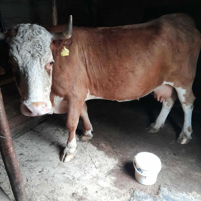 Vaca de vânzare gestantă