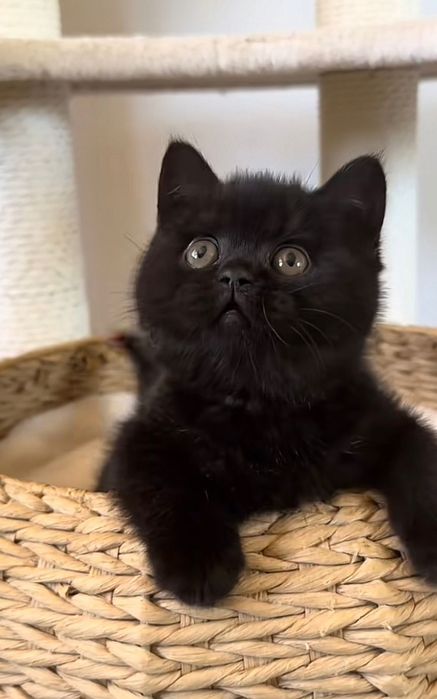 British shorthair black băiețel