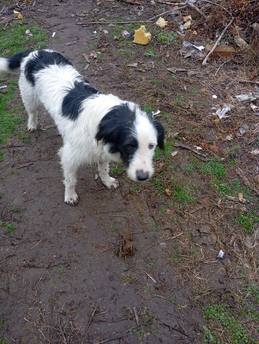 Donez câine ciobănesc mascul