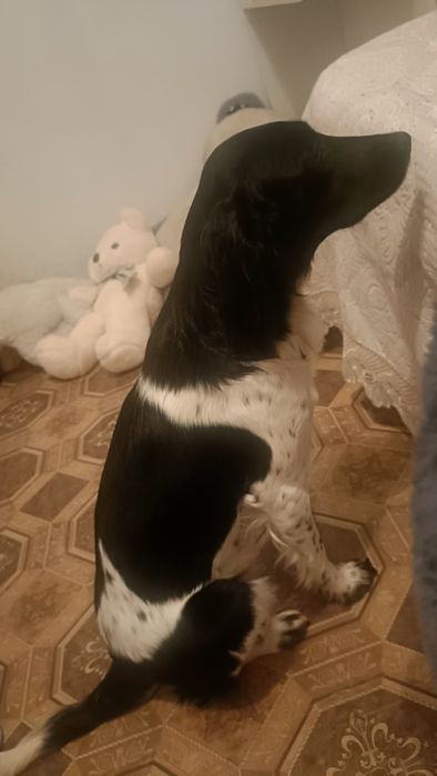 Продам охотничью собаку умная девочка