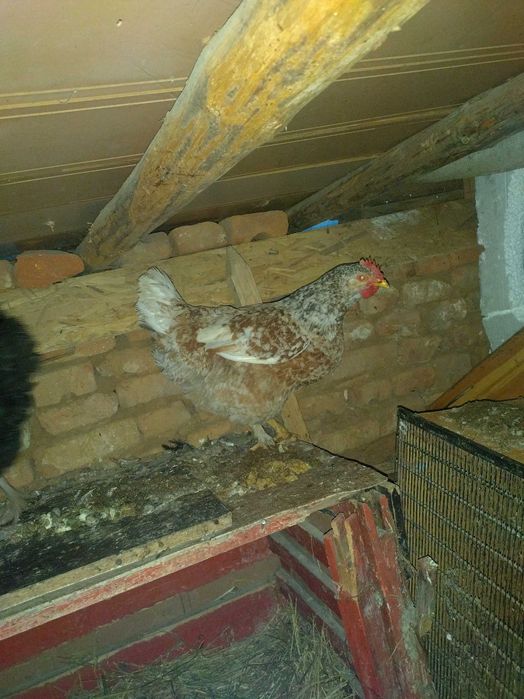 Свободни кокошки