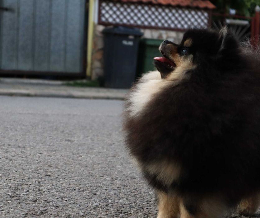 Страхотно момиченце померан с родословие FCI