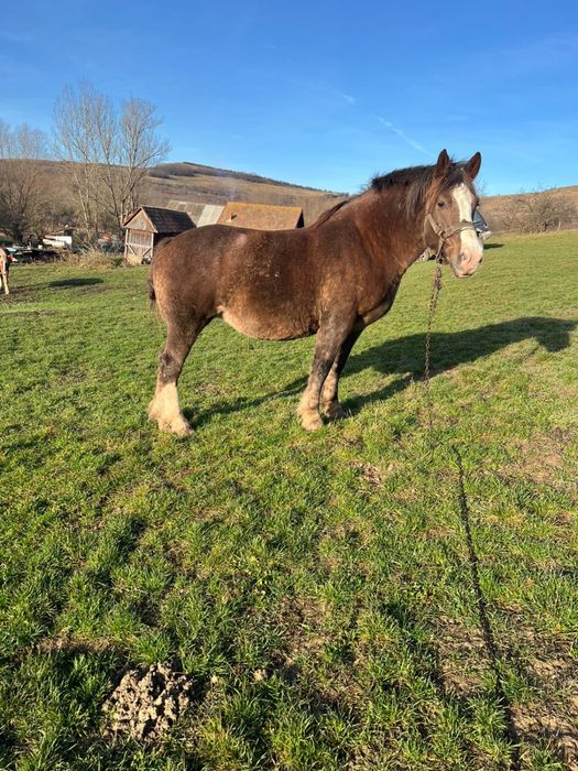 Vând iapă gestantă