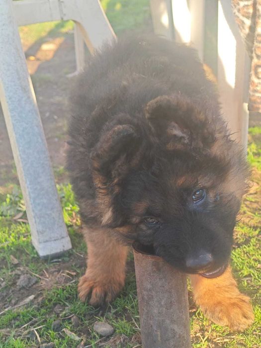 Немски овчарки дългокосмести