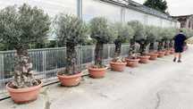 Maslin, Laur englezesc Si alte plante decorative