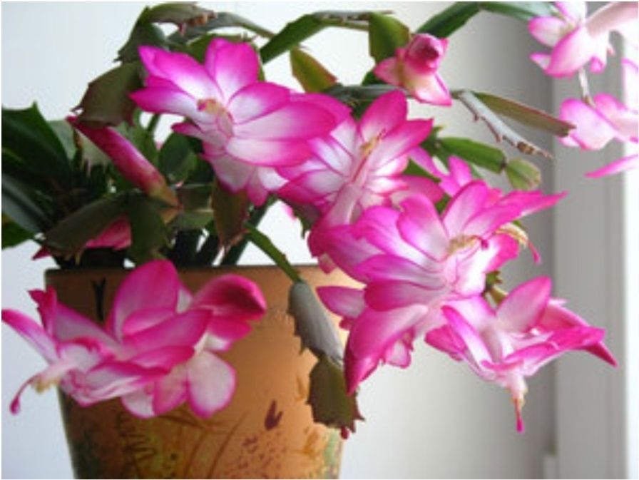 Продам комнатные растения в г. Астана