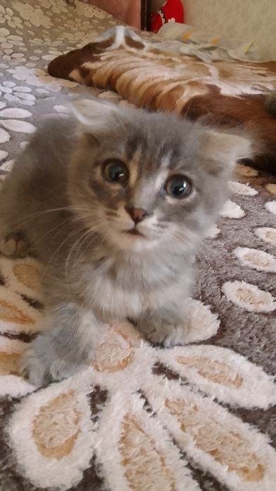 Вислоухий мальчик в добрые руки