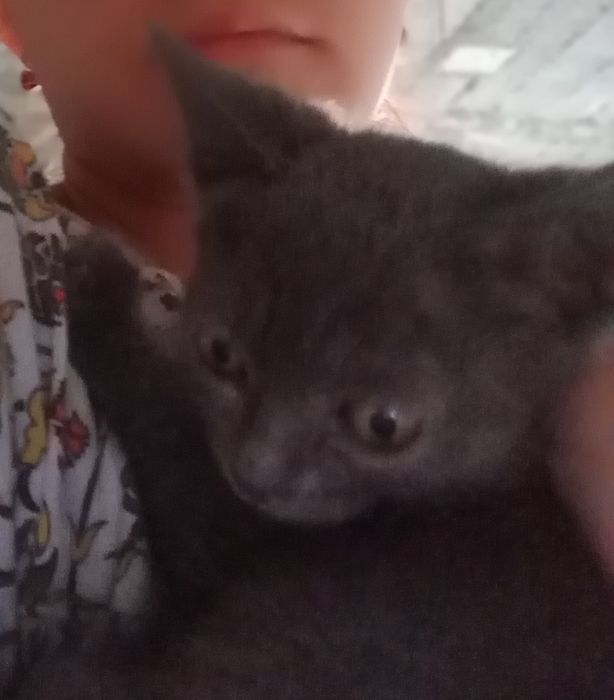 Киз, яхши колларга бераман