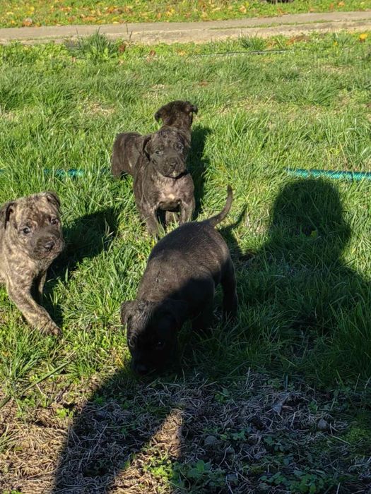 Кучета -Перо де преса канарио