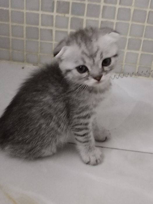 Фолды и Страйт шиншиллы