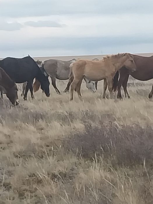 Продам жас Биелер