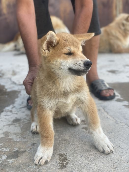 Продаются щенки Акита-ину!!!