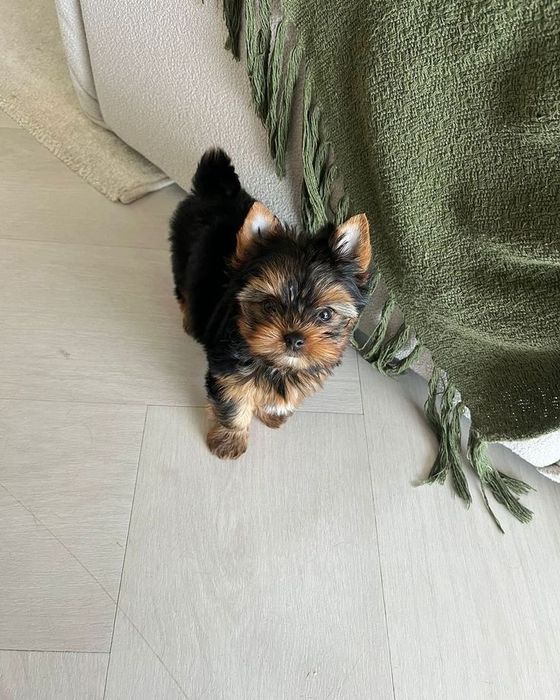 Yorkshire terrier talie mica