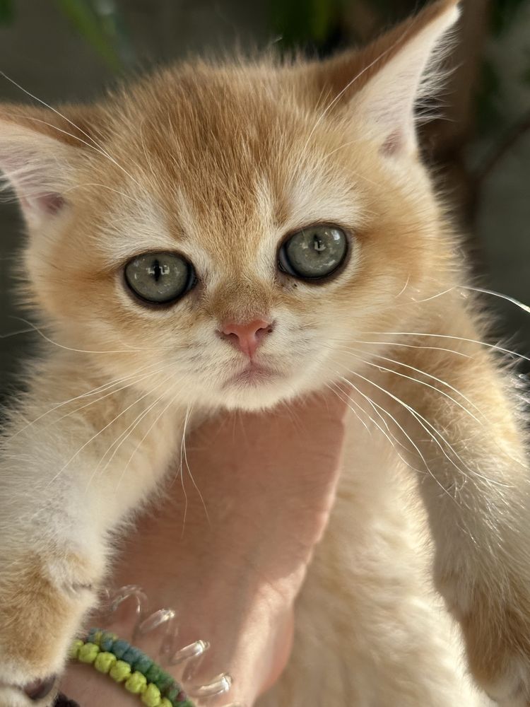British shorthair golden shell, fetita !! FELISA AUTORIZATA !!!