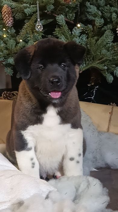 Мощные крупные щенки Американской Акиты