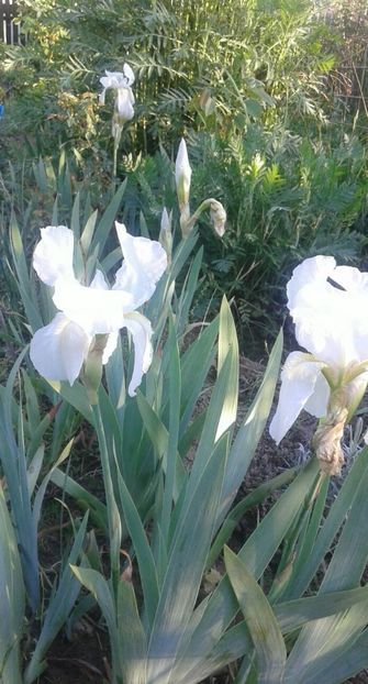 irisi albi superbi foarte parfumati de gradina