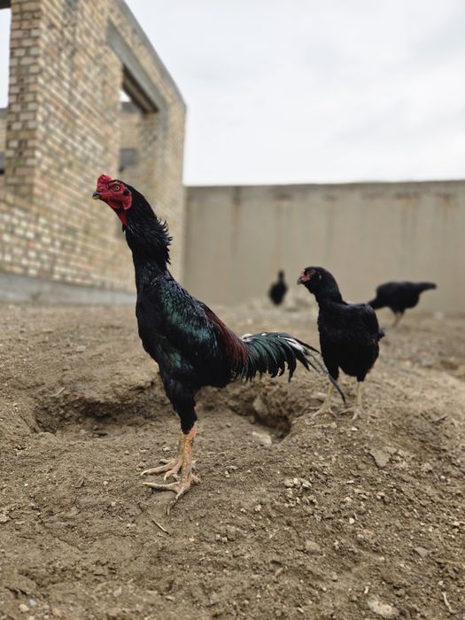 Шу хуроз ва  товукларни "тухуми" сотилади