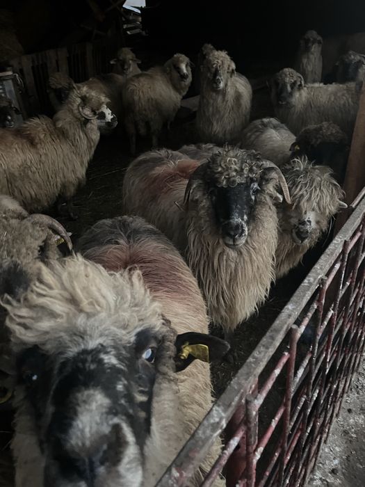 Vand oi de taiat sau de tinut