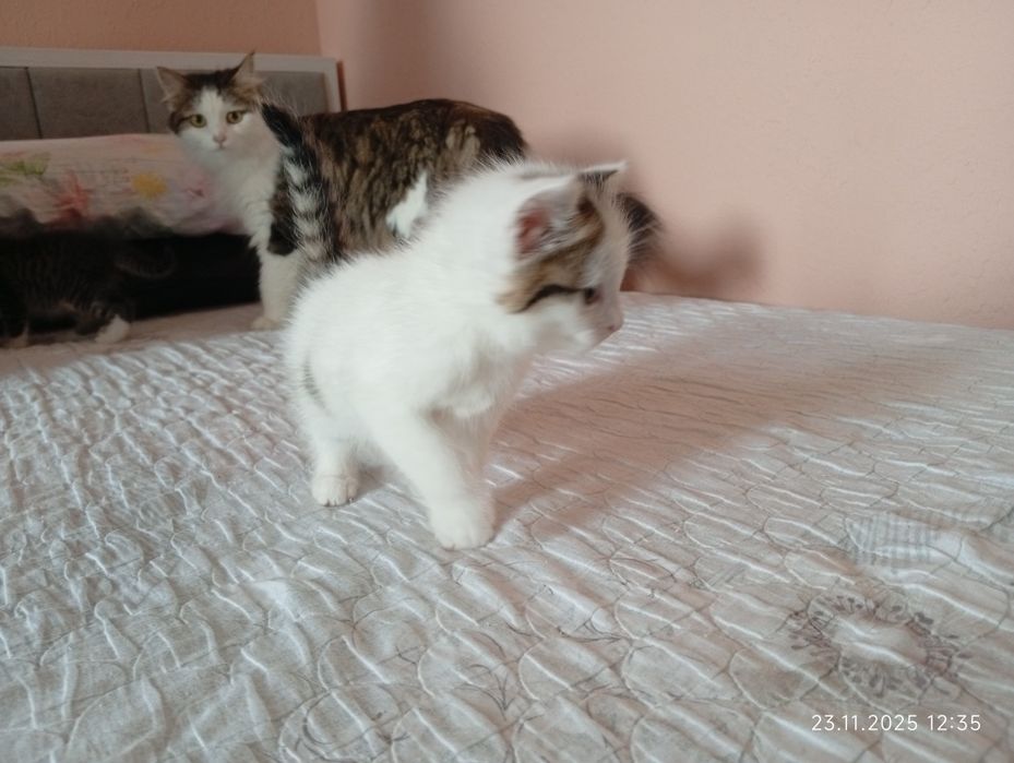 Продадим котят смесь турецкая ангорка