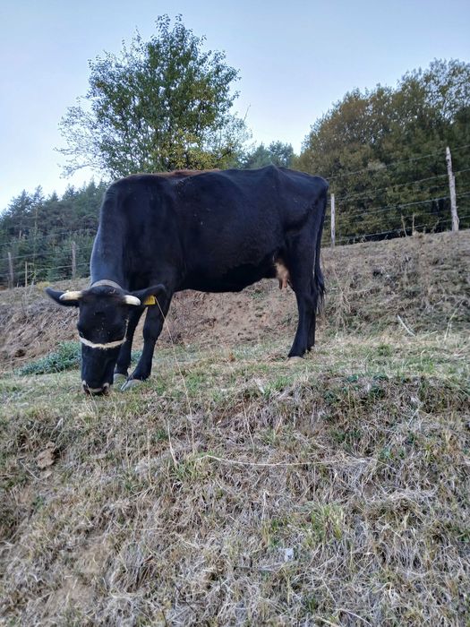 Продавам крави..