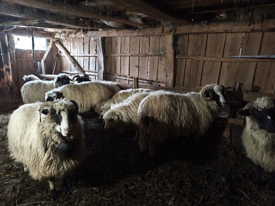 Se vând 9 oi și un berbec