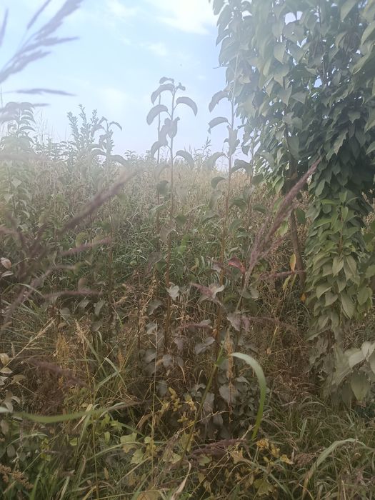 Nixollar  mevali koʻchatlar kafolati bor sorti kafolatlanadi