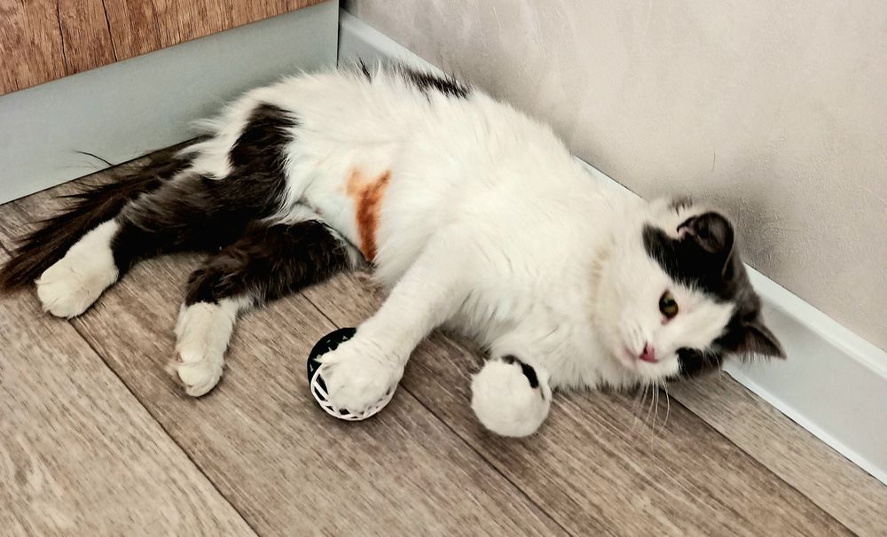 СРОЧНО! ОТДАМ НАДЁЖНЫМ ХОЗЯЕВАМ, Чудесную кошечку стерилизованную.