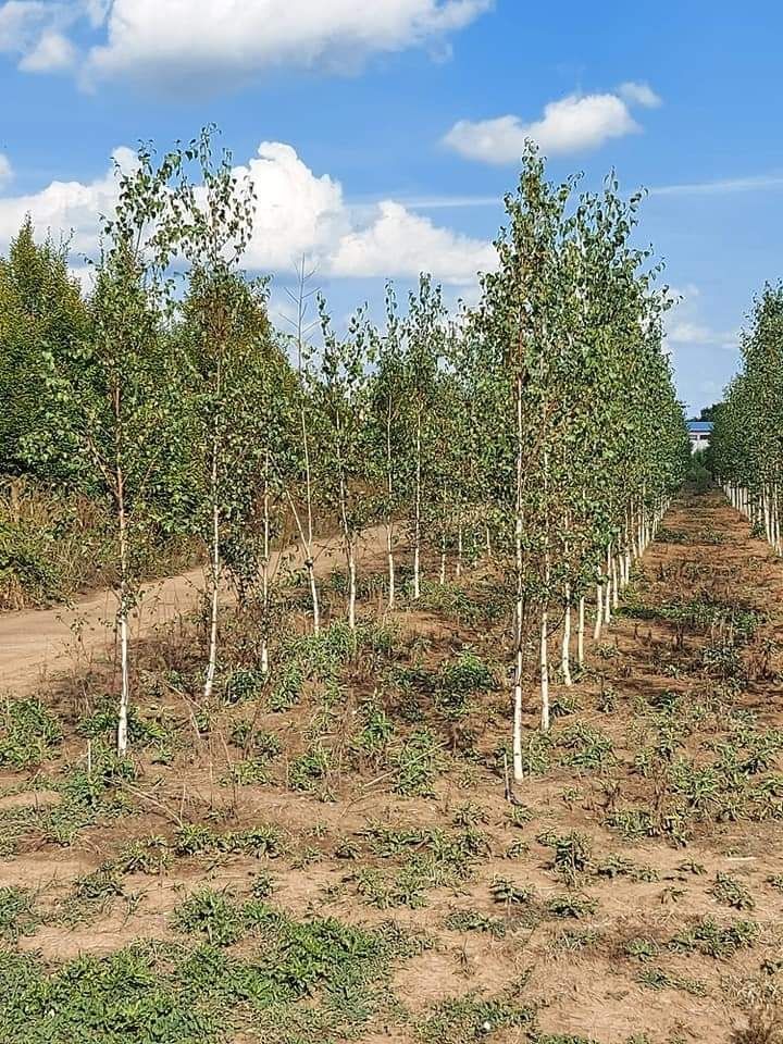 Vând arbori de pepinieră Teii mesteacăn