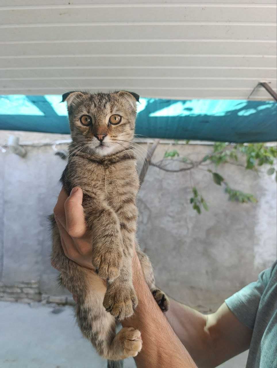 Продаются котята породы скотиш фолд