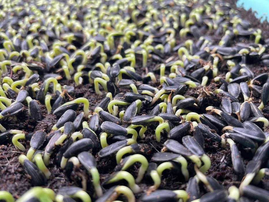 Microplante proaspete (vlăstari) - Livrare gratuita in TG-Mures!