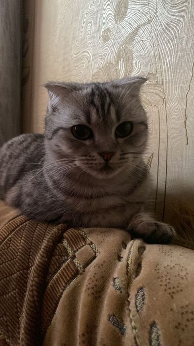 Кошка шотладский вислоуха отдам безплатно