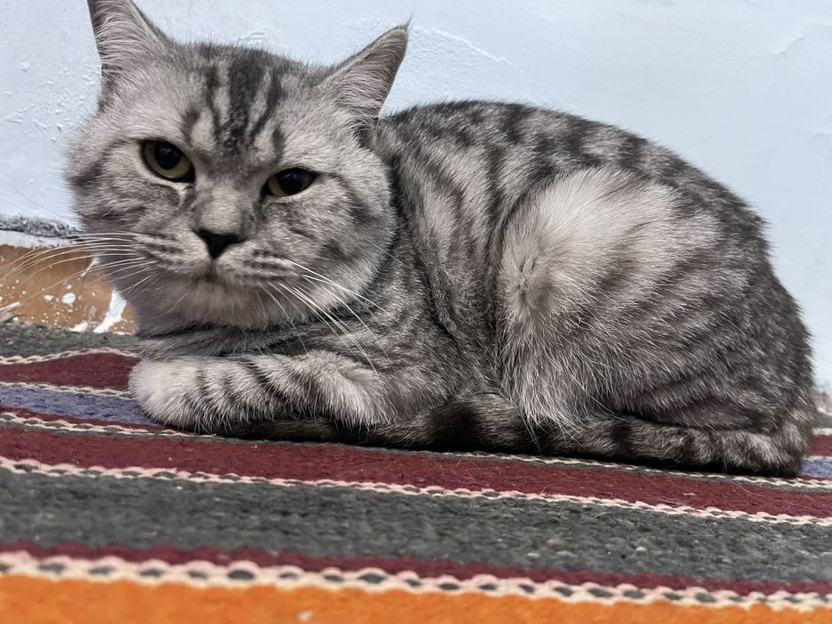 •	Silver Britan mushukcha, uy o‘rgangan, mehribon