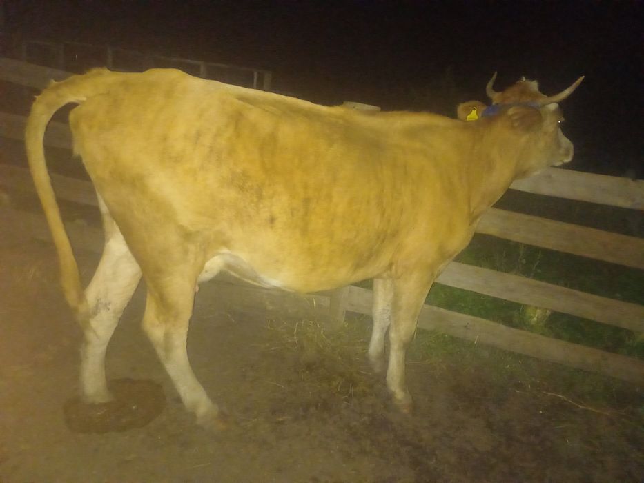 Продам корову и телёнка(тёлка) корова 3 отела телёнок 6 мес.