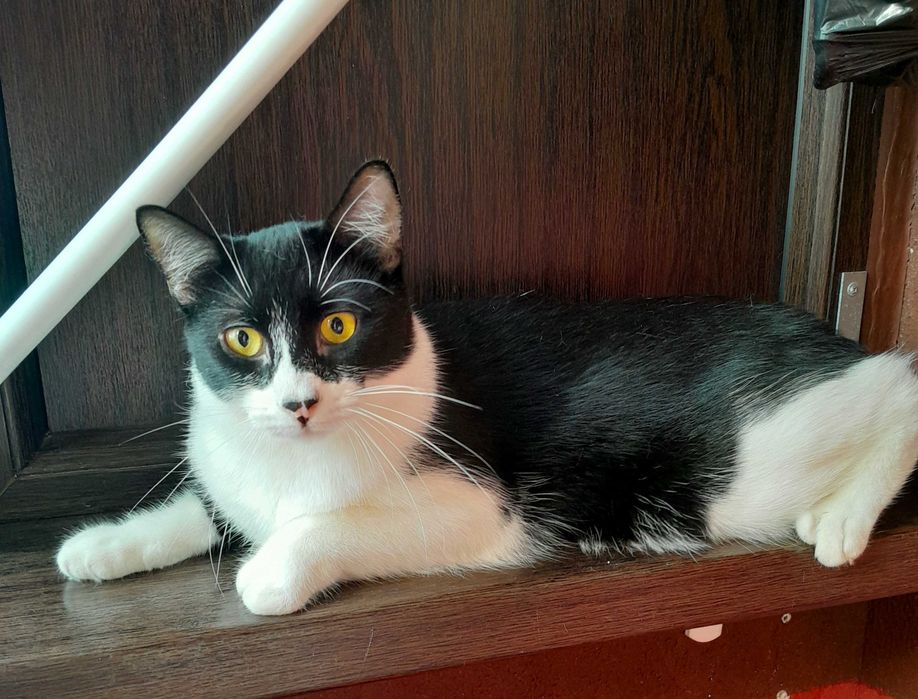 Adoptie pisica neagra castrata Seherezada