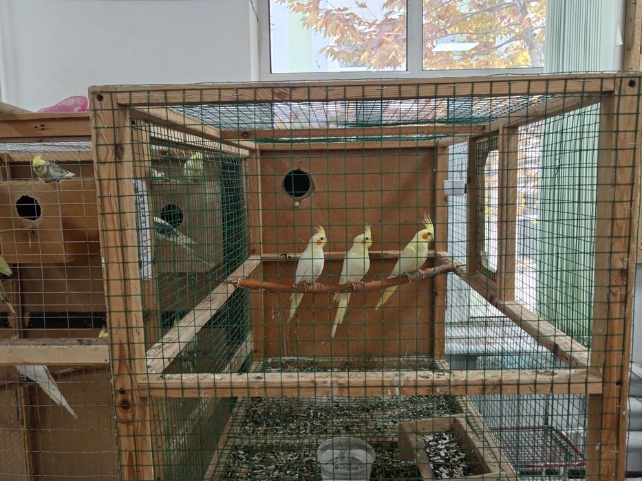 Папугай карелла Продам