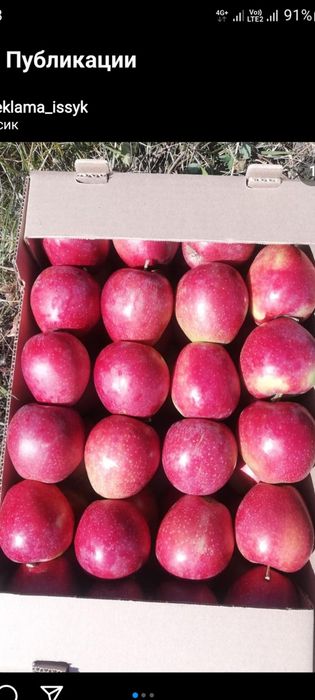 Продам плодоносящий сад