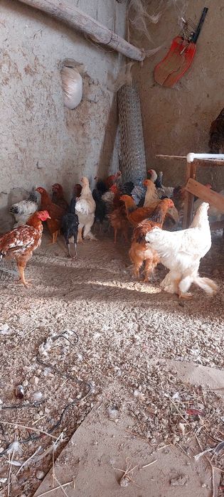 Брама ва сесарка жужалари сотилади